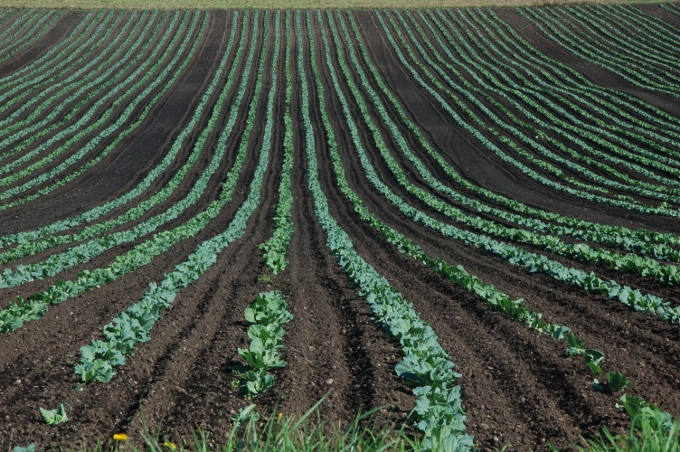 a farmer's rows of crop, Whidbey Island